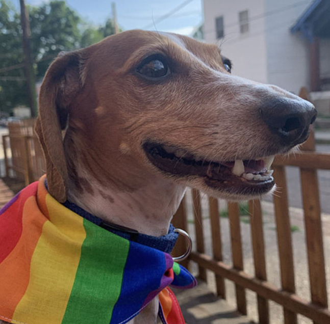 LGBTQ+ Pride Rainbow Pet Bandana Scarf – Adjustable Dog & Cat Bandana - Pride Pet Accessory